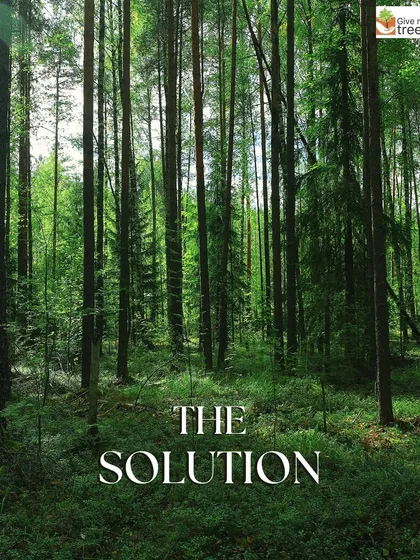 The solution to our environmental crisis is simple: more forests. A dense, healthy forest is the best technology for cleaning our air, storing carbon, and supporting life.