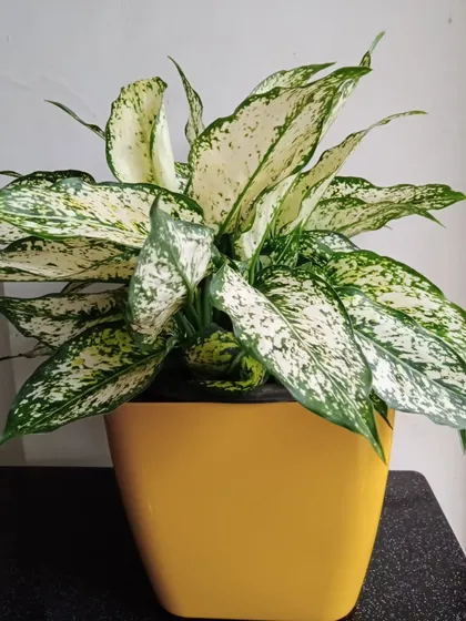 The right plant can transform a space. This is an Aglaonema, a beautiful indoor plant known for its ability to purify the air. As part of our service, we help you select plants that not only look stunning but also contribute to a healthier, happier environment inside your home or office.
