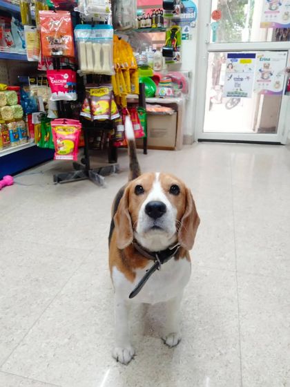 A lovely Beagle posing for the camera in the middle of the store aisle. Such a well behaved and photogenic visitor.
