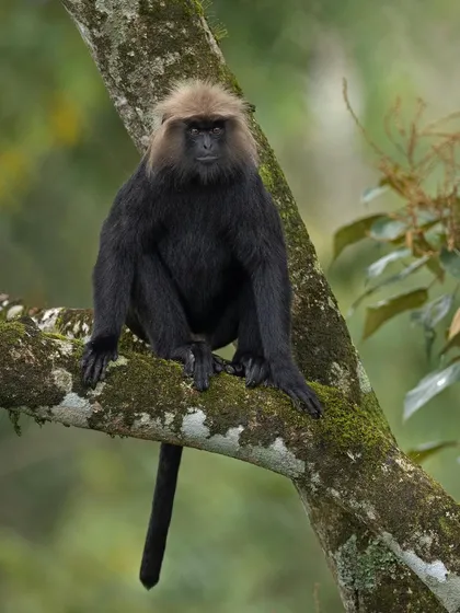 A Nilgiri Langur, another primate endemic to the Western Ghats, sits perched on a mossy branch.
