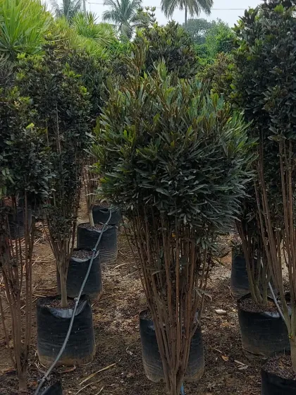 A collection of dark-leafed shrubs, excellent for creating depth and contrast in a planting scheme.