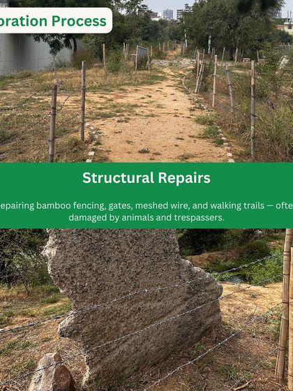 Part of our ongoing work at Behrampur Bundh includes structural repairs to bamboo fencing, gates, and walking trails, which are often damaged by animals and trespassers.