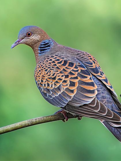 The beautiful, scaled pattern on the back of an Oriental Turtle Dove, caught in perfect side profile against a soft green background.