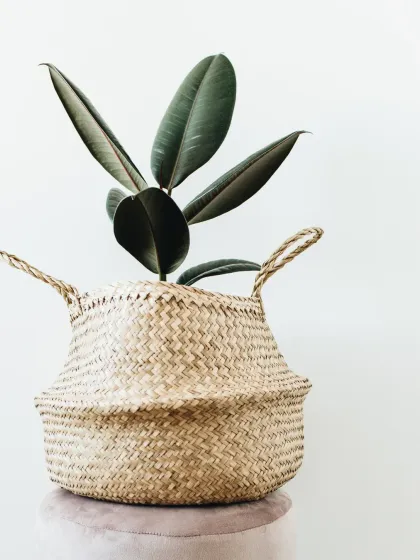 The Rubber Plant (Ficus elastica) is a classic houseplant with beautiful, dark leaves. Here it is shown in a stylish woven seagrass basket, perfect for a bohemian or coastal-inspired interior.