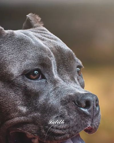 Pet Photography