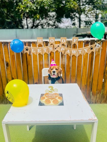 Becky's Bow Wow House - Dog Party & Event Hosting Birthday Paw-ties & Cake Time photo 3