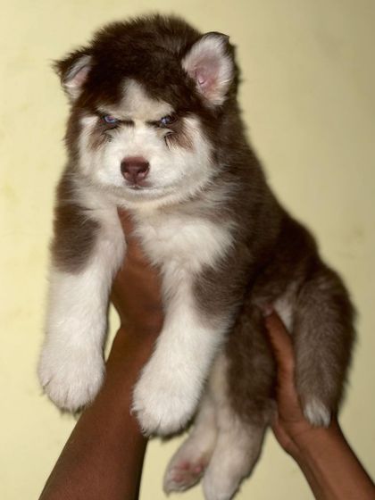 A close-up of a beautiful brown and white female Husky puppy. You can see the quality in her bone structure and the thickness of her coat.