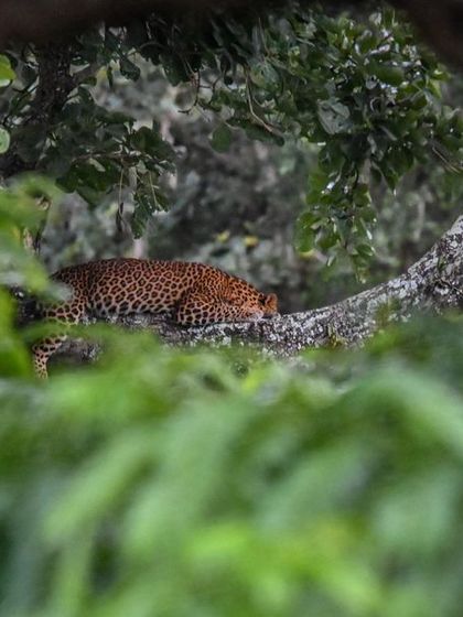 A quiet moment of peace in the jungle. Spotting a leopard resting in the branches is a rare and rewarding experience. I focus on responsible tourism that respects the animals' space, allowing for natural sightings like this.