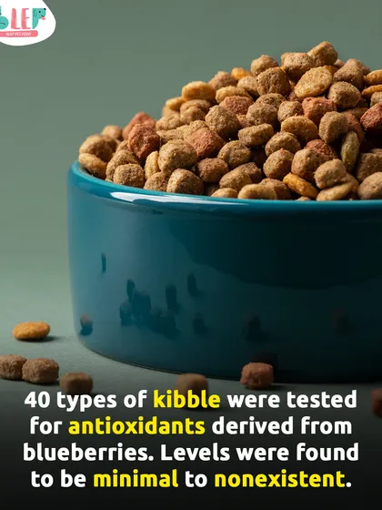 Many kibble brands advertise blueberry antioxidants, but a study of 40 brands found those levels to be minimal to nonexistent. The high-heat processing destroys the nutrients, which is why adding fresh blueberries or using minimally-processed food is the only way to get the real benefits.