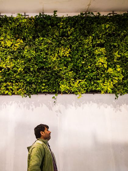 A closer look at the cascading money plant wall I installed for an exhibition. The varying shades of green and the natural drape of the vines create a dynamic and organic feel, turning a simple wall into a living feature.