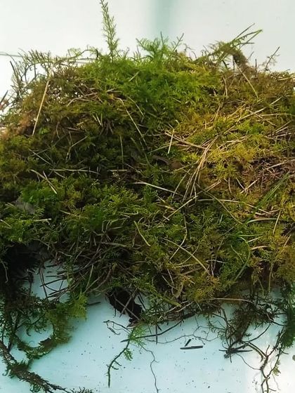 Vertical Gardens, Moss & More photo 14