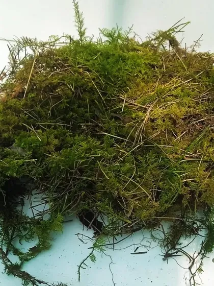 A pile of natural, live moss showing its organic texture with some soil and twigs. This is ideal for creating a more rustic and natural look in your garden projects.