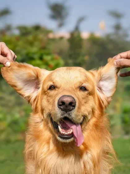 Sometimes, the silliest moments make for the best portraits. This playful shot captures the goofy, fun-loving personality of a happy Golden Retriever, big ears and all.