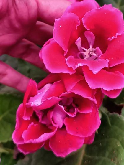 A vibrant pink Gloxinia flower, one of the many new flowering additions at our Horamavu branch.