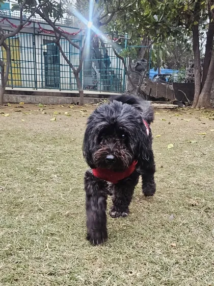 This fluffy black Poodle mix is strutting his stuff on the lawn.