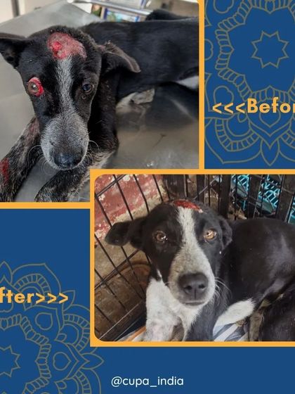 Cupa - Emergency Animal Rescue & Treatment Our Impact in Numbers photo 14