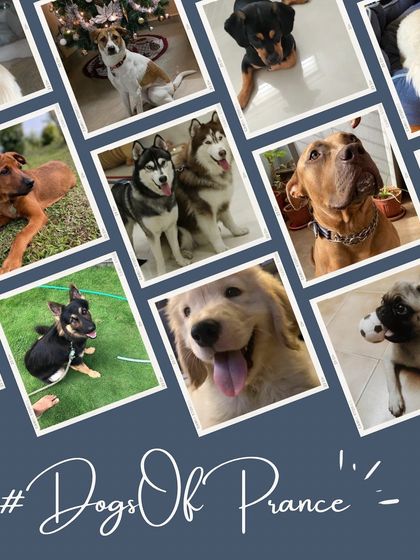 365 days later, and my pack keeps growing! I'm so proud of every single dog and owner I've worked with.