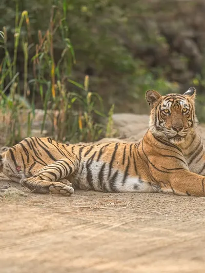 A perfect moment of eye contact from Queen Arrowhead. My camera's excellent eye-tracking and the 400mm lens's sharpness capture her regal presence in stunning detail.
