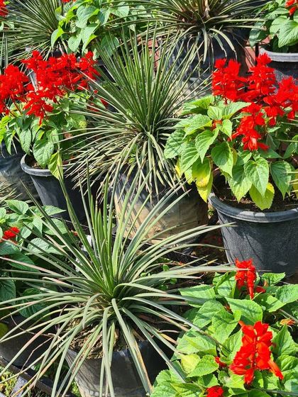 Urban Green Nursery - Wholesale Plant Nursery Vibrant Flowering Plants & Shrubs photo 8