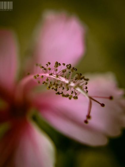 Zahid Moledina - Photography The World Up Close: Nature & Macro photo 18