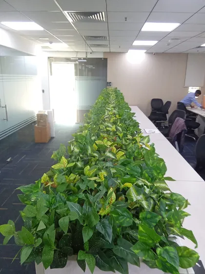 A wide view of the office planters, showing the scale of the project and the transformation of the space.