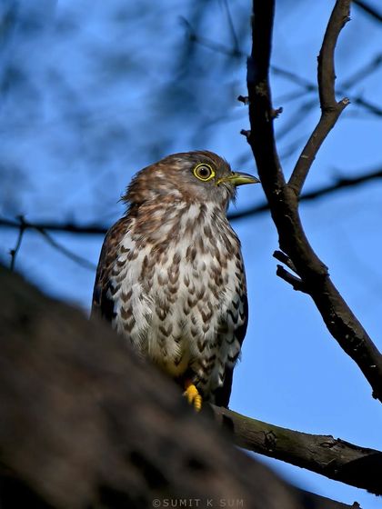 The Common Hawk Cuckoo, or Papiha, is known for its melodious call that fills the forests. Here it is, perched against a clear blue sky, a familiar voice of the Indian wilderness.