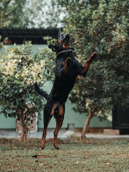 This is what I call a vertical leap. We tailor workouts to each dog, and for this athletic Doberman, that means lots of high-energy jumping games.
