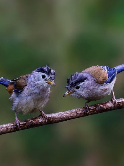A pair of wet, scruffy Blue-winged Minlas interact on a branch. This charming shot captures a candid moment, possibly after a bath or a rain shower.