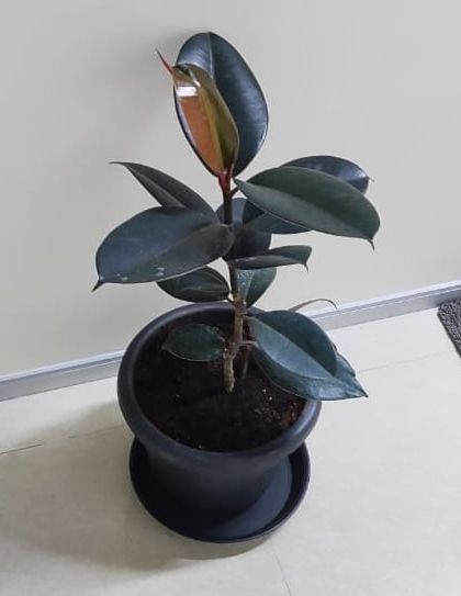 Corporate & Office Plantscaping photo 23