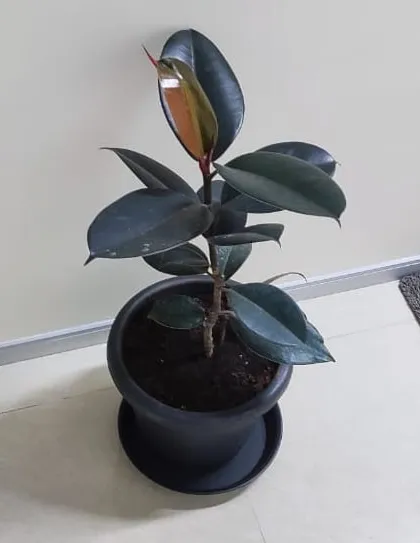 A Rubber Plant (Ficus elastica) in a simple black pot, delivered to a corporate office as part of our rental service. Its dark, glossy leaves add a touch of sophistication.