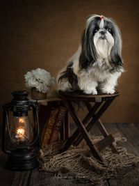Fine Art Pet Photography