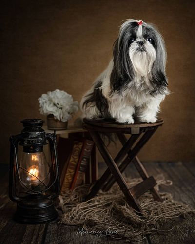 Fine Art Pet Photography