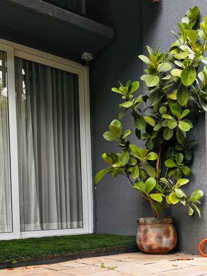 One tree can make all the difference. This Autograph Tree (Clusia Rosea) is a great choice for a corner, adding a strong vertical element and lush, leathery leaves to the garden.