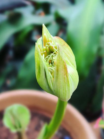 Flowering Beauties photo 13