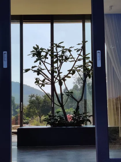 Looking out from the inside, a carefully placed indoor planter frames the view of the hills beyond. This biophilic design element brings the garden's tranquility directly into the home's living space.