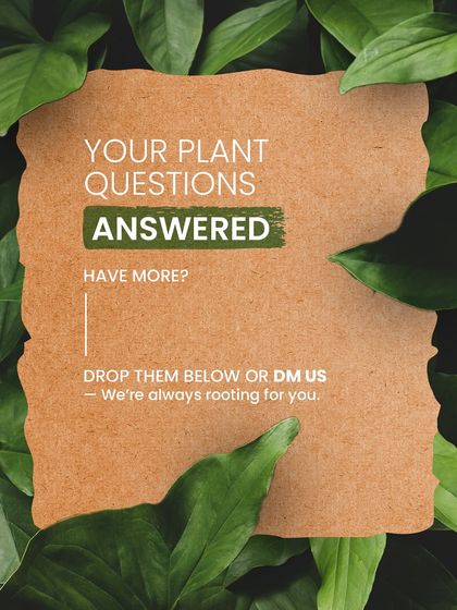 Have more plant questions? We're always rooting for you. You can always drop us a message or visit us for personalized advice. Our goal is to make plant parenthood a joyful experience.