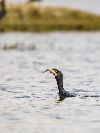 A Little Cormorant swims with its catch, the shoreline visible in the background. This shot provides environmental context for the feeding behavior.