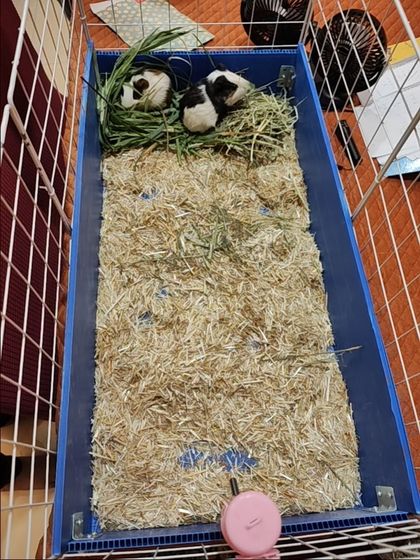 This is a typical setup for my guinea pigs, with plenty of hay for bedding and food, fresh greens, and a fan to keep them comfortable in the Delhi heat.