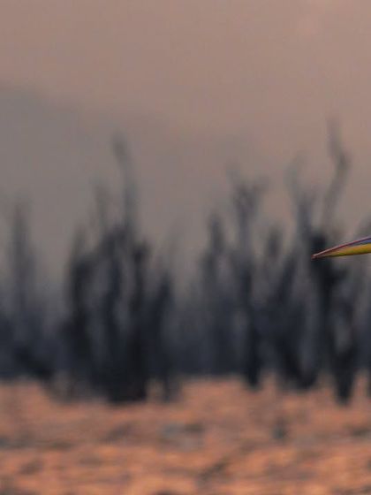 A Great White Pelican glides gracefully over Lake Nakuru at sunset. The warm evening light illuminates its massive wingspan against a moody, atmospheric background.