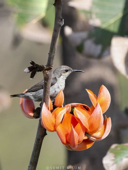 A female Purple Sunbird on a Palash flower. While less flashy than the male, her olive-green plumage is beautiful in its own right.