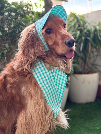 A side profile of Posto in his cute bonnet, looking out at the garden.