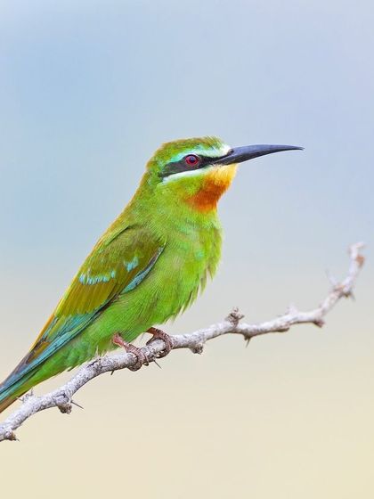 A Blue-cheeked Bee-eater perched against a soft, pastel sky. The colors in this image are subtle and beautiful.