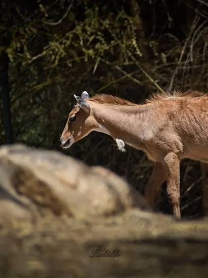 Lalith - Wildlife & Nature Photography Majestic Encounters: Big Cats & Mammals photo 5