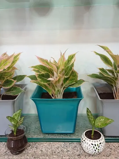 We also offer smaller decorative plants, like these baby Aglaonemas, to complement the larger ones.