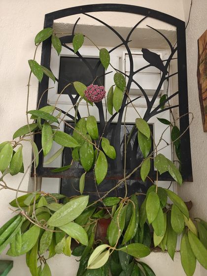This Hoya has completely taken over a window grill, turning it into a living piece of art. It shows how you can use vining plants to decorate and soften architectural features in your home.
