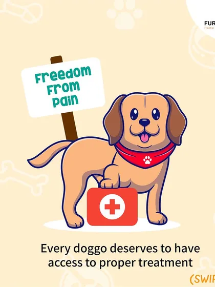 This extensive library of educational content covers everything a pet parent needs to know, from the benefits of turmeric and moringa to tips for hydration, sleep, dental health, and raising a new puppy.