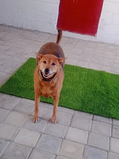 That happy smile says it all. This handsome boy is having the best time during his holiday with us, posing for the camera in our indoor play area.