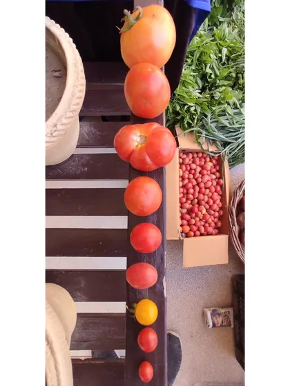A beautiful lineup of ten different native tomato varieties, showcasing incredible biodiversity.