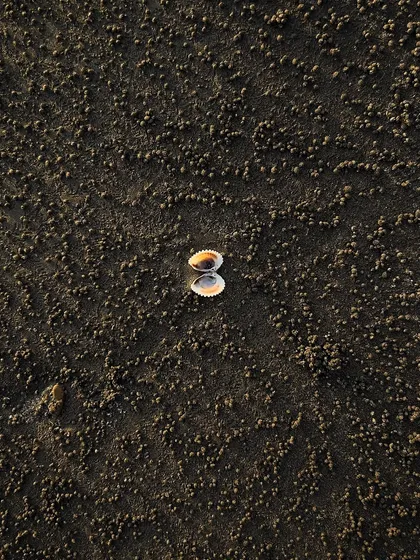 A tiny detail from the beach. The intricate pattern in the sand, made by crabs, creates a fascinating texture around the simple shell.