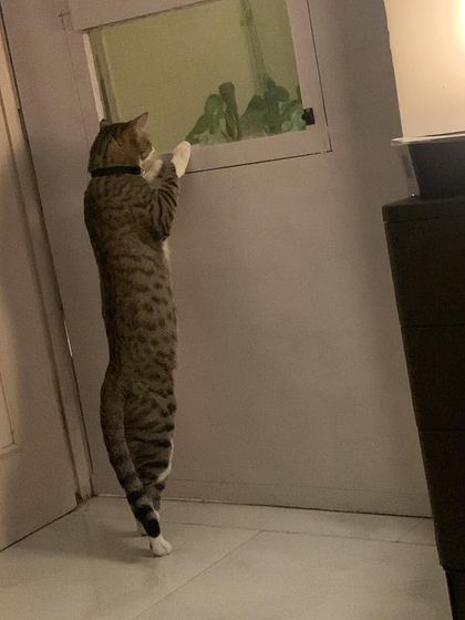 Trooper is a long boi! He loves stretching up to see what's happening outside. My home has lots of windows for curious cats.